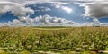 spherical 360 hdri panorama among field of white buckwheat flowers with clouds on blue sky in equirectangular seamless projection Royalty Free Stock Photo