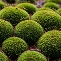 Spherical mounds of moss populate the ground covered in tiny Royalty Free Stock Photo