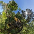 Spherical panorama of 360,180 creek in a dense forest green little planet Royalty Free Stock Photo