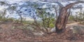 Spherical panoramic photograph of a burnt Banksia tree in regional Australia