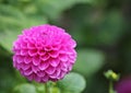 Spherical pink dahlia
