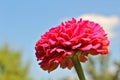 spherical pink flower on a background of blurry sky