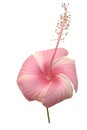 Spherical pink hibicus flower isolated