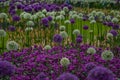 Spherical purple and white allium flowers of Allium Gladiator alliaceae, Onion under the bush barberry on the flowerbed