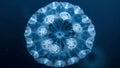 A spherical radiolarian with a delicate intricately patterned exoskeleton gliding through the depths of the ocean. . AI