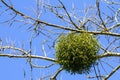 Spherical shaped big mistletoe overgrown on tree branch in the spring