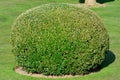 Spherical topiary