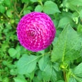 A spherical umbel of a purple Oreti Duke Dahlia flower