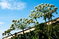 Spherical umbrellas Garden Angelica on a background of blue sky. Wild Celery and Norwegian Angelica Angelica