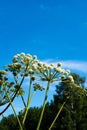 Spherical umbrellas Garden Angelica on a background of blue sky. Wild Celery and Norwegian Angelica Angelica