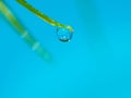 Spherical water drop on the tip of a grass leaf with a blue background