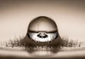 A spherical water droplet is balanced on a surface covered with Royalty Free Stock Photo