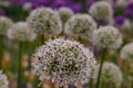 Spherical white allium flowers of Allium Gladiator alliaceae, Onion under the bush barberry on the flowerbed