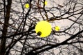 Spherical yellow lamp bulb hanging on tree branch on leafless tree and evening sky background