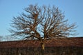 Spherically growing form. Older trees have a deep furrowed bark and young branches are strongly thorny, the cultivar does not bloo Royalty Free Stock Photo