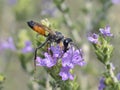 Sphex funerarius, the golden digger wasp, Greece