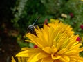 Sphex pensylvanicus, the great black wasp