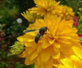 Sphex pensylvanicus, the great black wasp