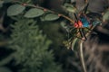 Sphictyrtus chrysis in macro style