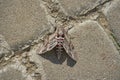Sphingidae butterfly, large hawk moth, Agrius convolvuli, Hummingbird Hawk-moth butterfly Royalty Free Stock Photo