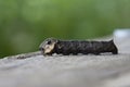 Sphingidae caterpillar Royalty Free Stock Photo