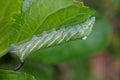 Sphingidae caterpillar wearing incredible big eyes