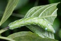 Sphingidae caterpillar wearing incredible big eyes