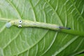 Sphingidae caterpillar wearing incredible big eyes