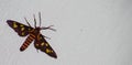 Hawk moths Insect on a rough Wall