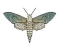 Sphingidae hawk-moths graphic