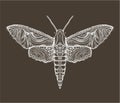 Sphingidae hawk-moths graphic Royalty Free Stock Photo