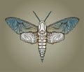 Sphingidae hawk-moths graphic Royalty Free Stock Photo