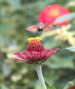 Sphingidae, known as bee Hawk-moth, enjoying the nectar of a gerbera. Hummingbird moth. Calibri moth.