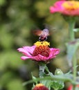 Sphingidae, known as bee Hawk-moth, enjoying the nectar of a gerbera. Hummingbird moth. Calibri moth.