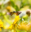 Sphingidae, known as bee Hawk-moth, enjoying the nectar of a yellow flower.