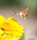 Sphingidae, known as bee Hawk-moth, enjoying the nectar of a yellow flower. Royalty Free Stock Photo