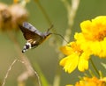 Sphingidae, known as bee Hawk-moth, enjoying the nectar of a yellow flower. Royalty Free Stock Photo