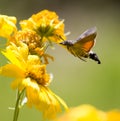 Sphingidae, known as bee Hawk-moth, enjoying the nectar of a yellow flower. Royalty Free Stock Photo