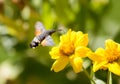 Sphingidae, known as bee Hawk-moth, enjoying the nectar of a yellow flower. Royalty Free Stock Photo