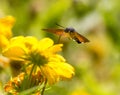 Sphingidae, known as bee Hawk-moth, enjoying the nectar of a yellow flower. Hummingbird moth. Calibri moth. Royalty Free Stock Photo