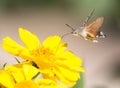 Sphingidae, known as bee Hawk-moth, enjoying the nectar of a yellow flower. Hummingbird moth. Calibri moth.