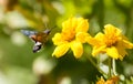 Sphingidae, known as bee Hawk-moth, enjoying the nectar of a yellow flower. Hummingbird moth. Calibri moth. Royalty Free Stock Photo