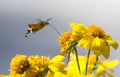 Sphingidae, known as bee Hawk-moth, enjoying the nectar of a yellow flower. Hummingbird moth. Calibri moth. Royalty Free Stock Photo