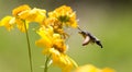 Sphingidae, known as bee Hawk-moth, enjoying the nectar of a yellow flower. Hummingbird moth. Calibri moth.