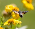 Sphingidae, known as bee Hawk-moth, enjoying the nectar of a yellow flower. Hummingbird moth. Calibri moth. Royalty Free Stock Photo