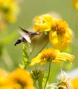 Sphingidae, known as bee Hawk-moth, enjoying the nectar of a yellow flower. Hummingbird moth. Calibri moth. Royalty Free Stock Photo