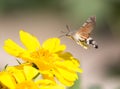 Sphingidae, known as bee Hawk-moth, enjoying the nectar of a yellow flower. Hummingbird moth. Calibri moth. Royalty Free Stock Photo