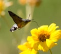 Sphingidae, known as bee Hawk-moth, enjoying the nectar of a yellow flower. Hummingbird moth. Calibri moth. Royalty Free Stock Photo