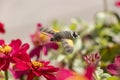 Sphingidae, known as the bee hawk moth, feeds on nectar from a red flower. The hummingbird moth