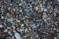 Sphingonotus caerulans is found on a Mediterranean beach on rocks in September. Pefkos or Pefki, Rhodes Island, Greece